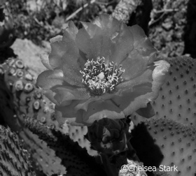 Cactus flowers study 8 